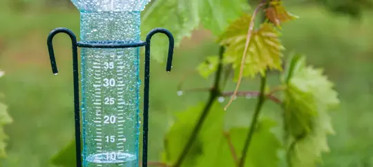 backyard during rain