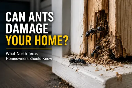 Can ants damage your home?