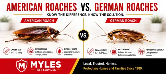 American Roach vs German Roach