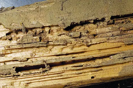 Wood Damaged by Termites