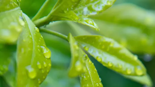 after the rain
