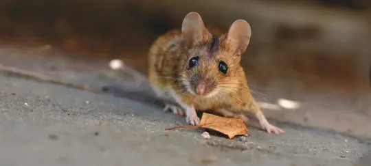 house mouse