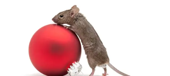 A mouse clings to a bright red holiday ornament.