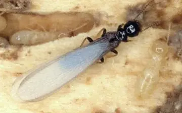 termite swarmer flying termite