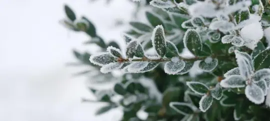 Green leaves covered in frost