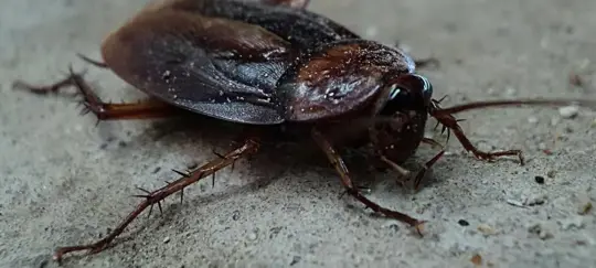 cockroach