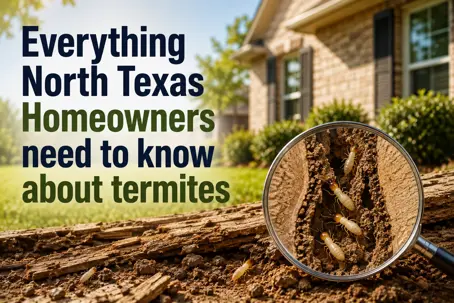 termite