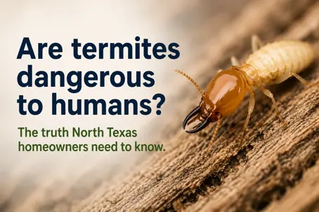 Termites