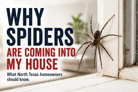 inside spiders in north texas