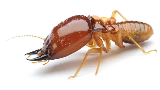 termite