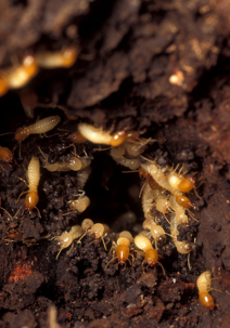 Subterranean Termites
