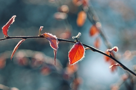 a branch with frosted red leaves