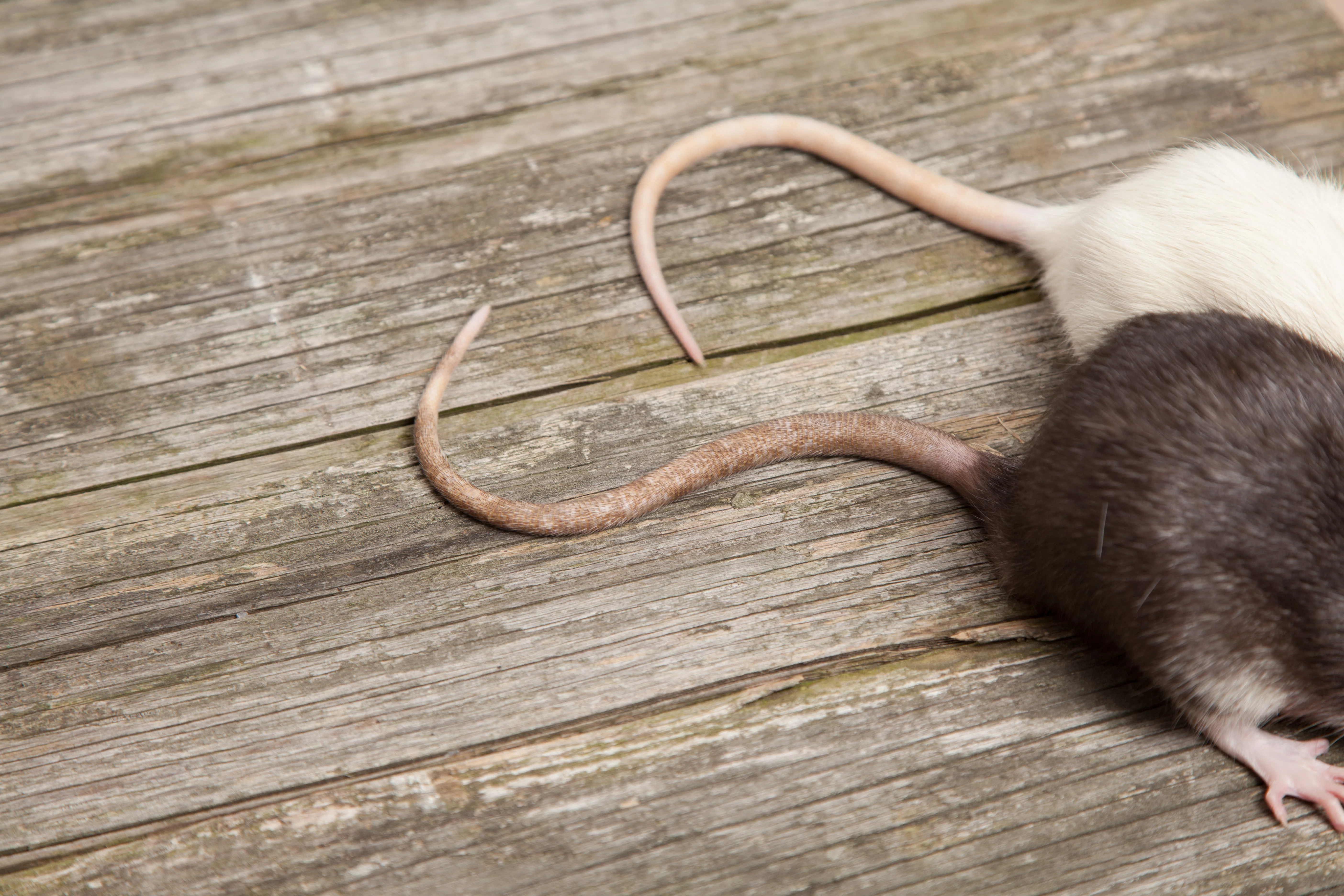 Keep Rodents Out of Your Home