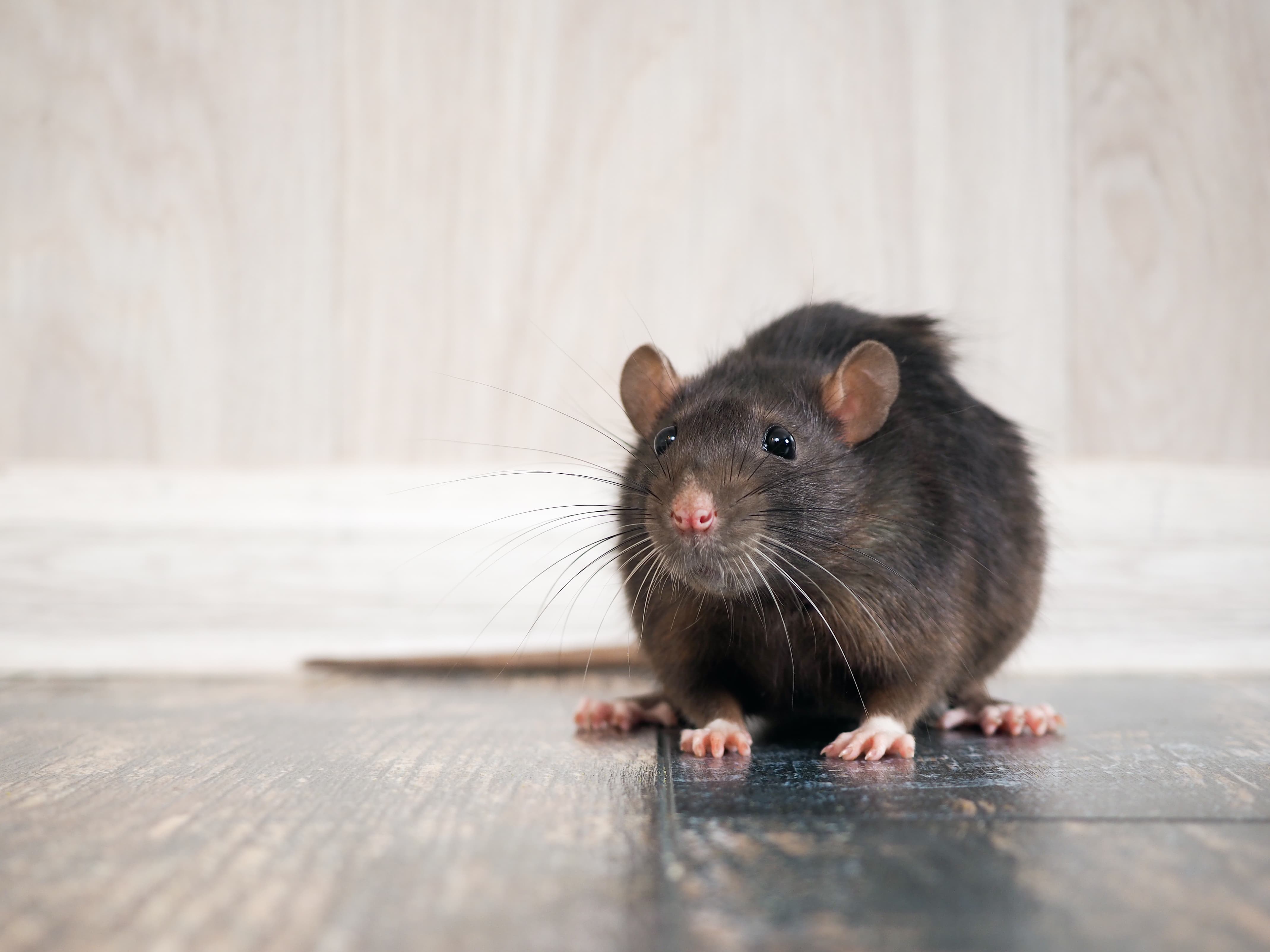 Are Rodents Dangerous? Do Rats and Mice Bite?