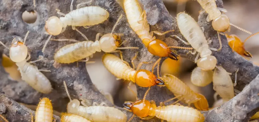 Termites