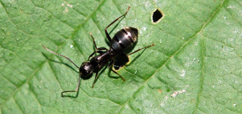 Argentine Ant