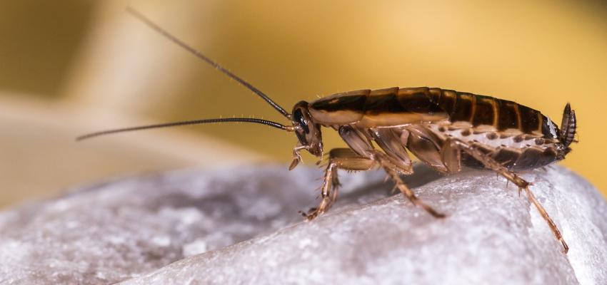 German Cockroach