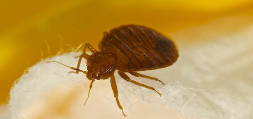 Bed Bug