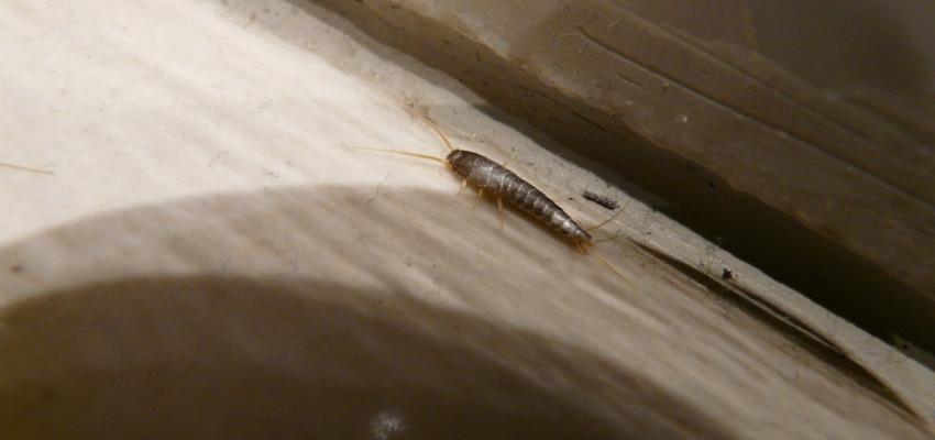 Silverfish Running along Baseboard