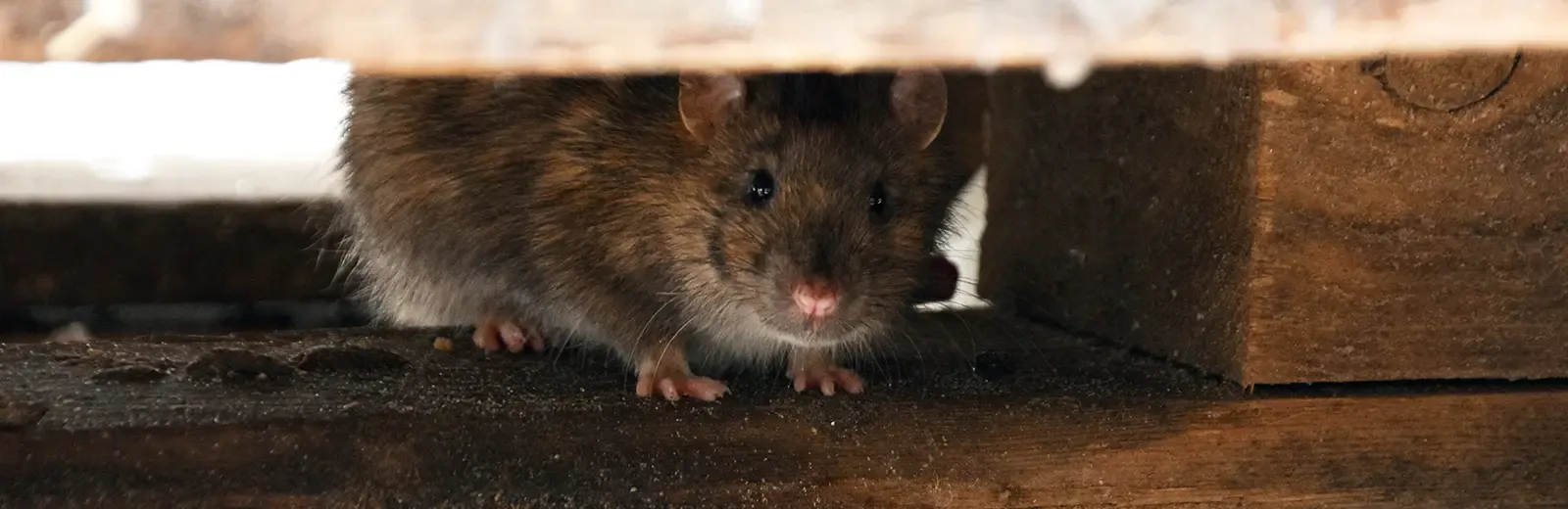 Rat peering at camera