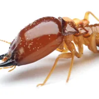 termite