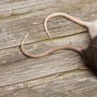 Two rat tails with a brown wooden backdrop.