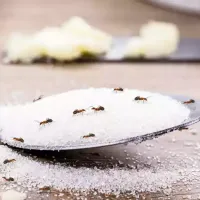 ants on a spoon of sugar