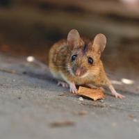 House mouse