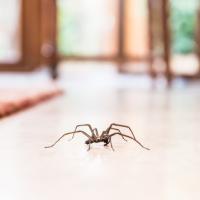 spider crawling on floor