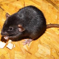 black rat eating