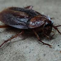 cockroach