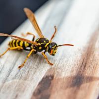 Wasp