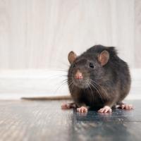 Rat sitting on kitchen floor