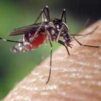 Mosquito biting the skin of a person