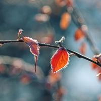 Red leaves covered in frost