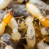 Termites in Texas