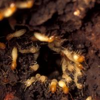 Subterranean Termites