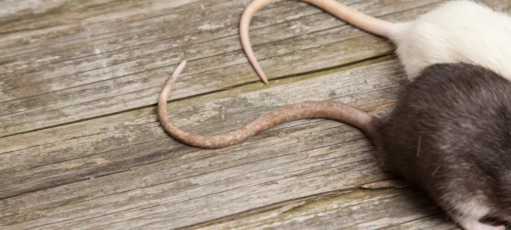 Two rat tails with a brown wooden backdrop.