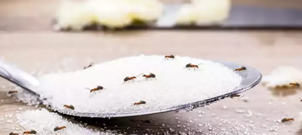 ants on a spoon of sugar