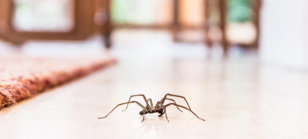 spider crawling on floor