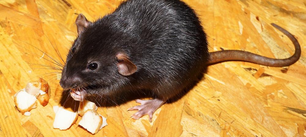 black rat eating