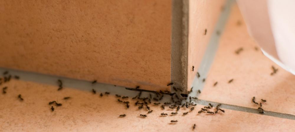 ants