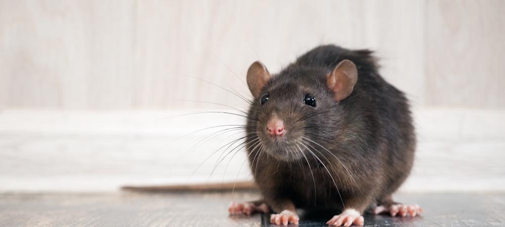 Rat sitting on kitchen floor