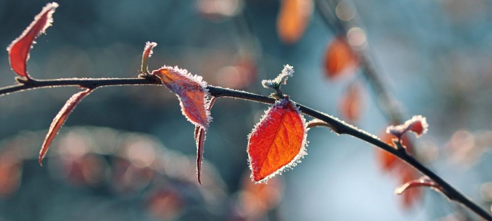 Red leaves covered in frost