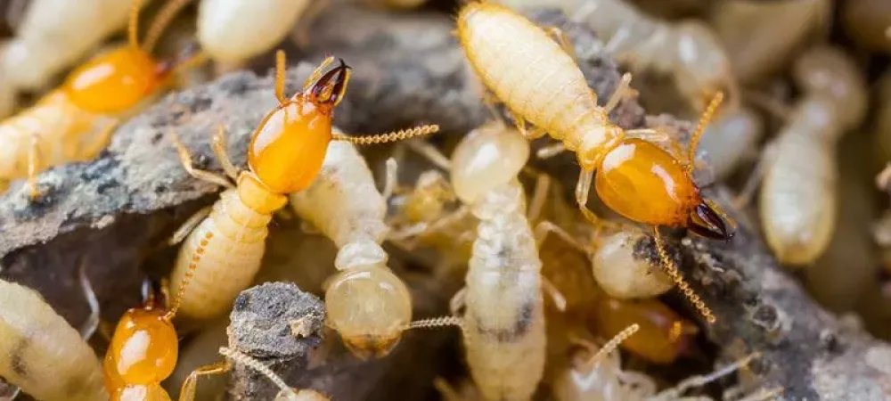 Termites in Texas