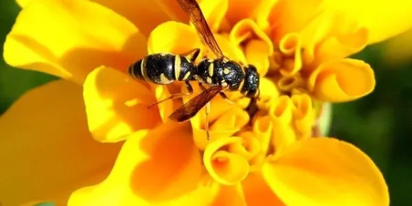 yellow-jacket on flower